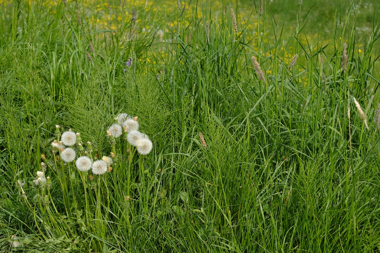 Kiaulpienė,  Piktžolių,  Vaistinis Augalas,  Vaistinių Augalų,  Meadow,  Žolė,  Žydi,  Žiedas,  Žydi,  Pavasaris