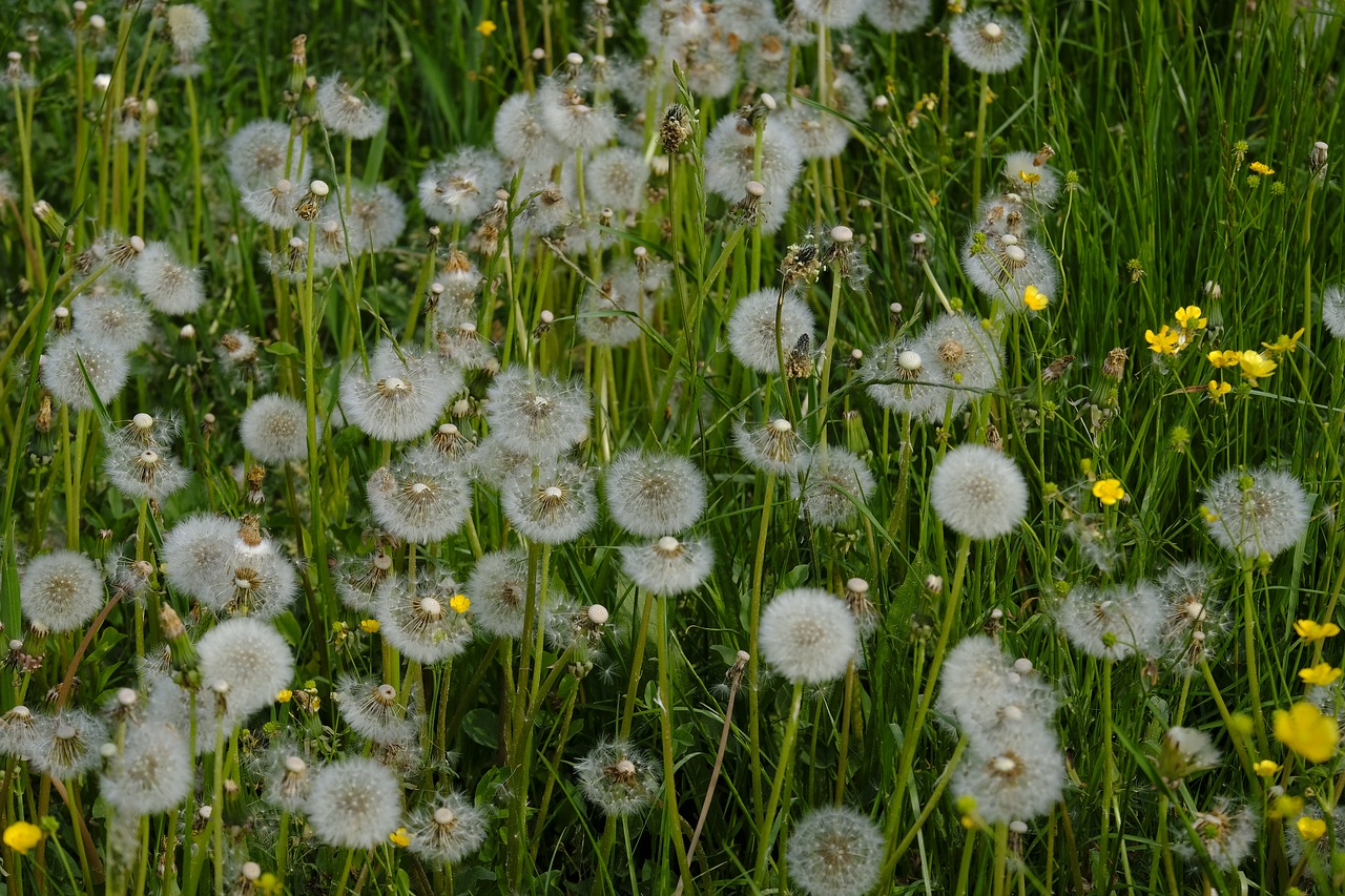 Kiaulpienė,  Piktžolių,  Vaistinis Augalas,  Vaistinių Augalų,  Meadow,  Žolė,  Žydi,  Žiedas,  Žydi,  Pavasaris