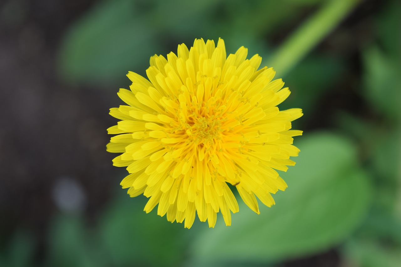 Kiaulpienė,  Geltona,  Žalieji,  Gėlė,  Geltona Gėlė,  Pobūdį,  Vasara,  Makro,  Vasaros Gėlės,  Augalų