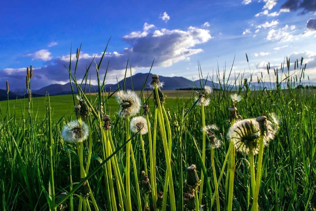 Kiaulpienė,  Pūkas,  Odkvetlá Augalų,  Žolė,  Meadow,  Žalias,  Dangus,  Mėlyna,  Debesys, Nemokamos Nuotraukos