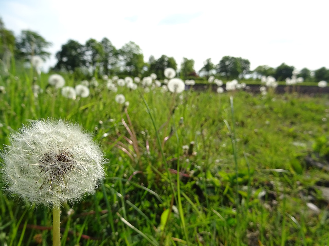 Kiaulpienė,  Meadow,  Pobūdį,  Laukinių Gėlių,  Augalų,  Polne,  Gėlės, Nemokamos Nuotraukos,  Nemokama Licenzija