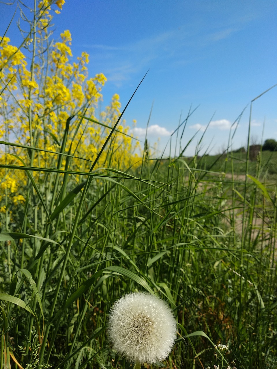 Kiaulpienė,  Rapsų,  Žolė,  Pobūdį,  Niekas,  Lauke,  Augalų,  Vasara, Nemokamos Nuotraukos,  Nemokama Licenzija