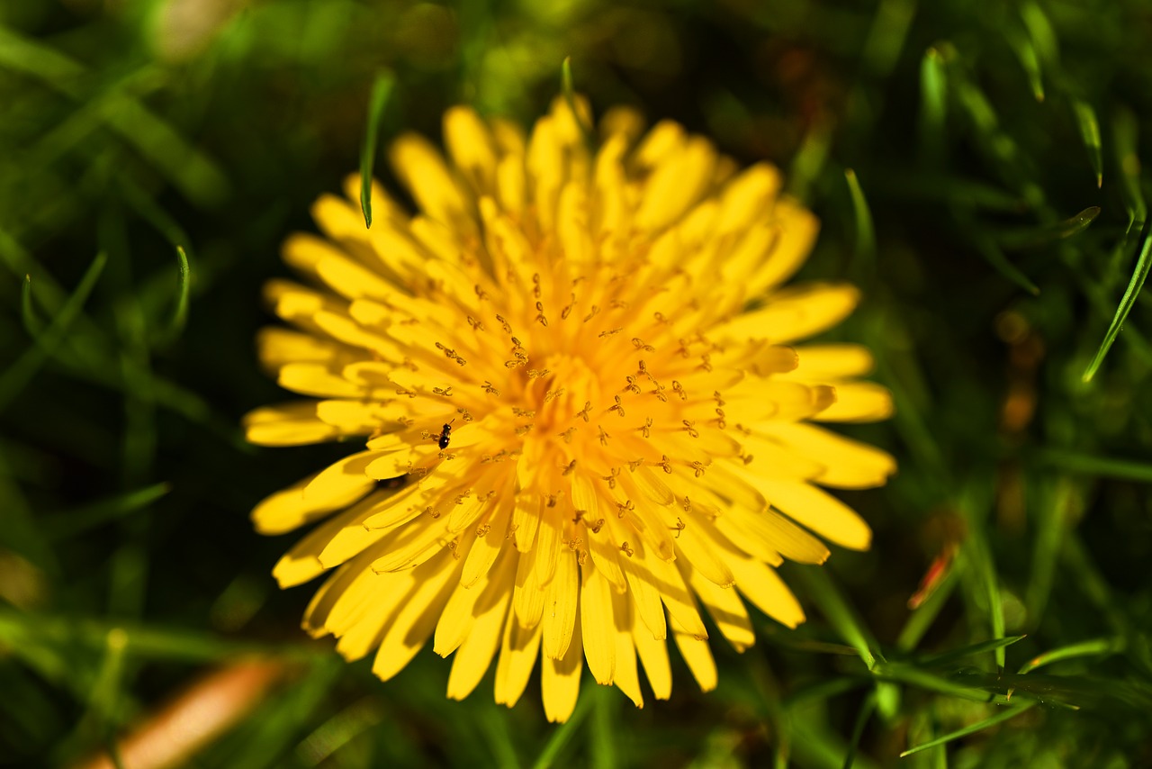 Kiaulpienė,  Gėlė,  Augalų,  Žiedas,  Taraxacum,  Daugiamečių,  Žolinis,  Valgomieji,  Mitybos,  Maisto