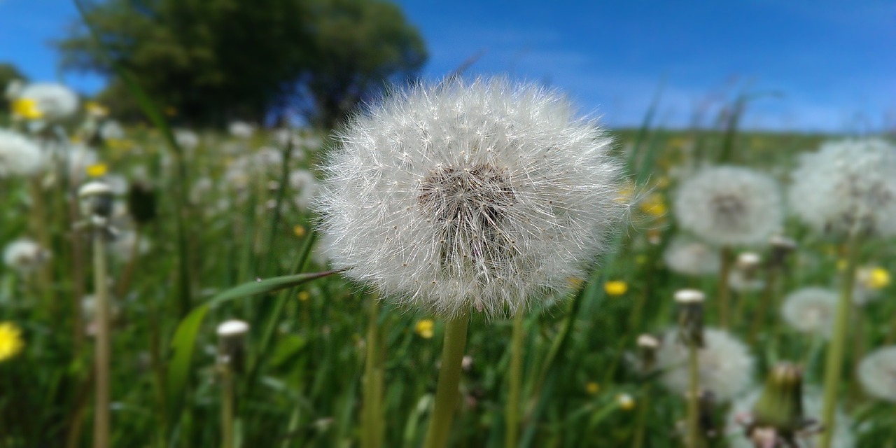 Kiaulpienė,  Gėlė,  Meadow,  Pobūdį,  Vasara,  Augalų,  Augalai Žali,  Žydėjimas, Nemokamos Nuotraukos,  Nemokama Licenzija