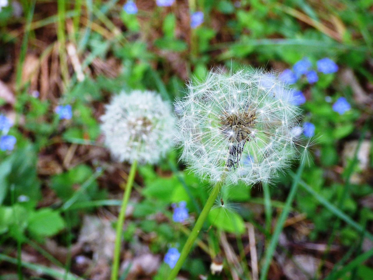 Kiaulpienė, Gėlė, Gėlės, Makro, Sėklos, Žiedadulkės, Sonchus Oleraceus, Vienuolės, Daktaro Kabinetas, Pavasaris