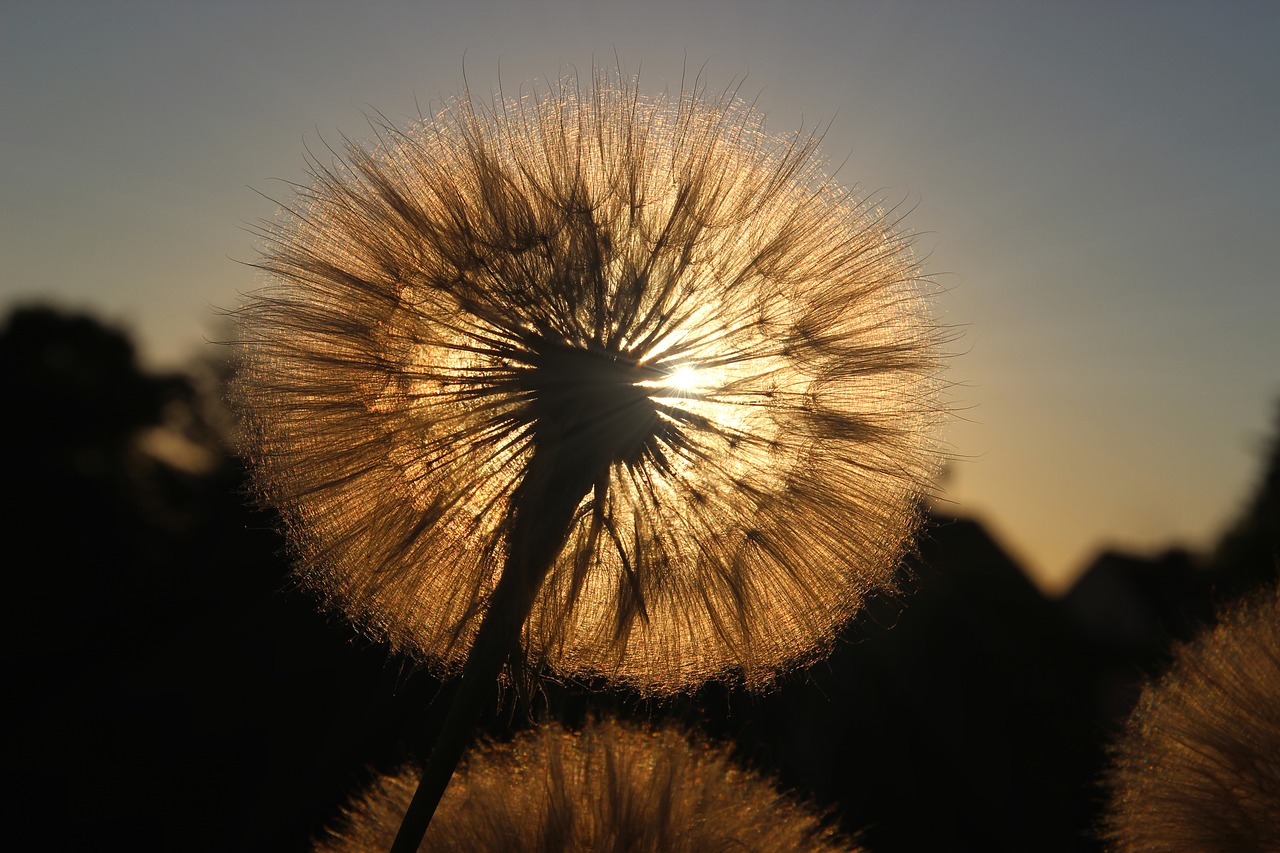 Kiaulpienė,  Gėlė,  Vakare,  Saulė,  Sunbeam,  Pobūdį,  Augalų,  Iš Arti,  Makro,  Laukinių Gėlių