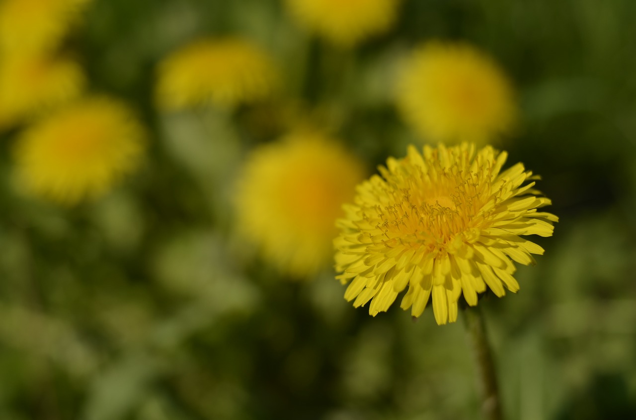 Kiaulpienė,  Gėlės,  Gėlė,  Pavasaris,  Makro,  Augalų,  Augalai,  Geltona,  Žalias, Nemokamos Nuotraukos