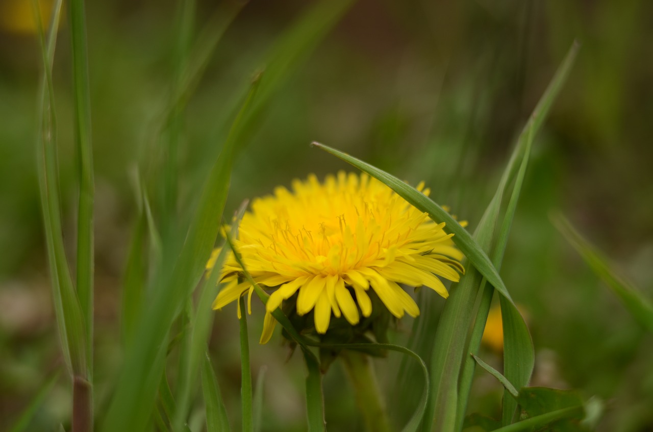 Kiaulpienė,  Pampeliska,  Geltona,  Gėlė,  Žalias,  Žolė,  Lapai,  Pobūdį,  Meadow,  Lauke