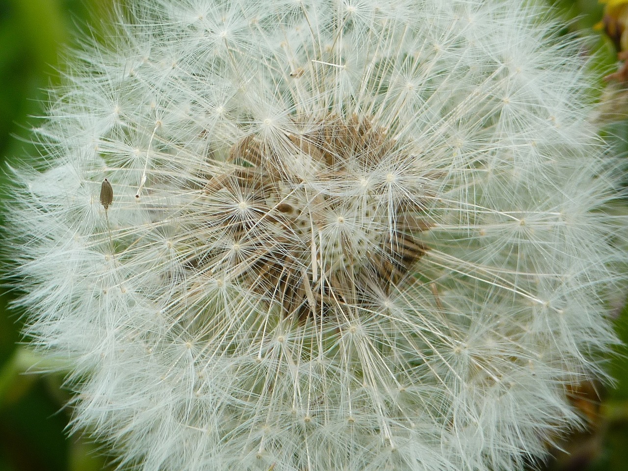 Kiaulpienė, Uždaryti, Vasara, Augalas, Gamta, Makro, Sėklos, Aštraus Gėlė, Nemokamos Nuotraukos,  Nemokama Licenzija