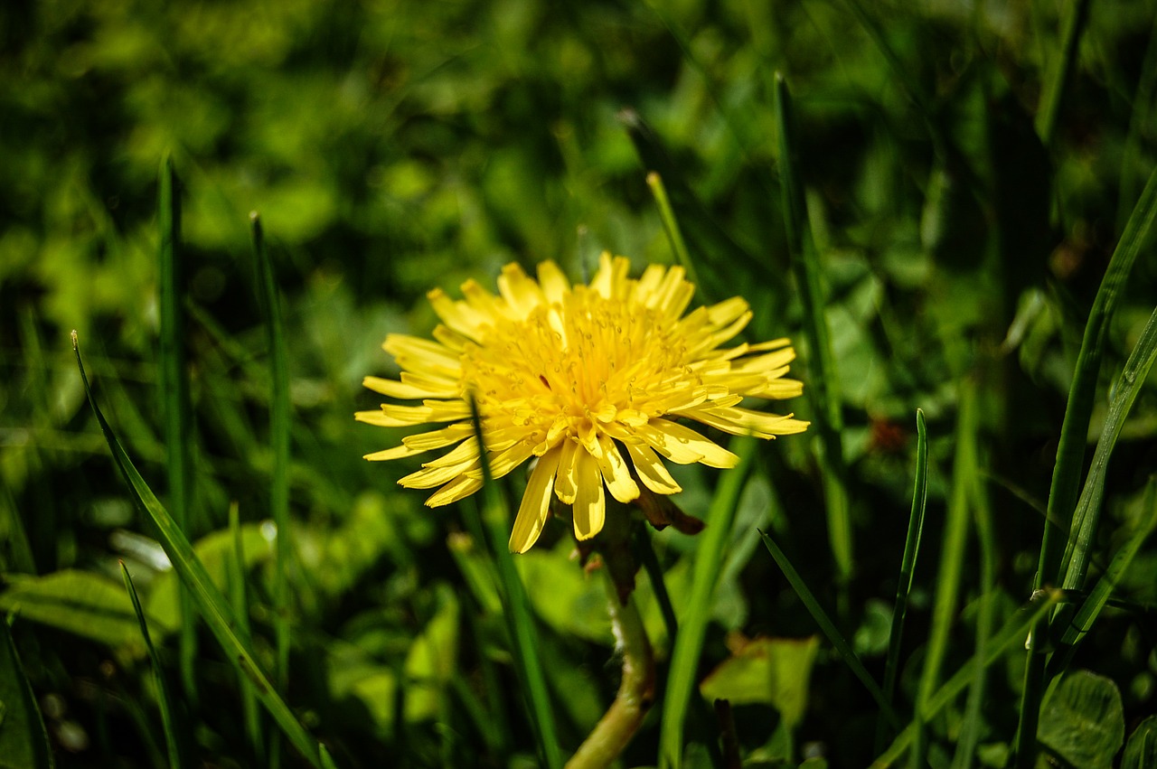 Kiaulpienė, Geltona, Gėlė, Sonchus Oleraceus, Žydi, Gėlės, Augalas, Gamta, Sodas, Pavasaris