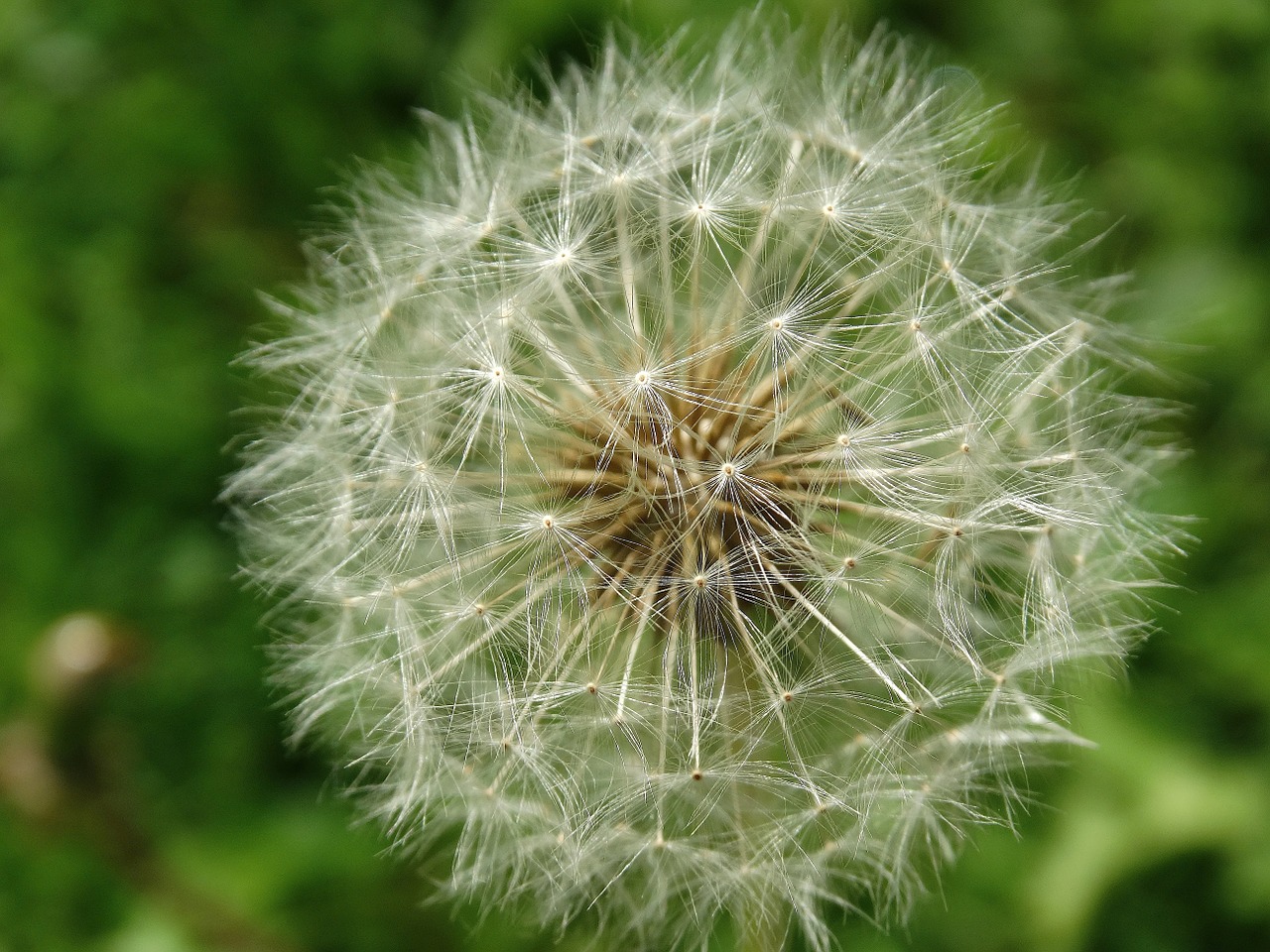 Kiaulpienė, Gėlės, Žiedas, Žydėti, Gamta, Flora, Nemokamos Nuotraukos,  Nemokama Licenzija