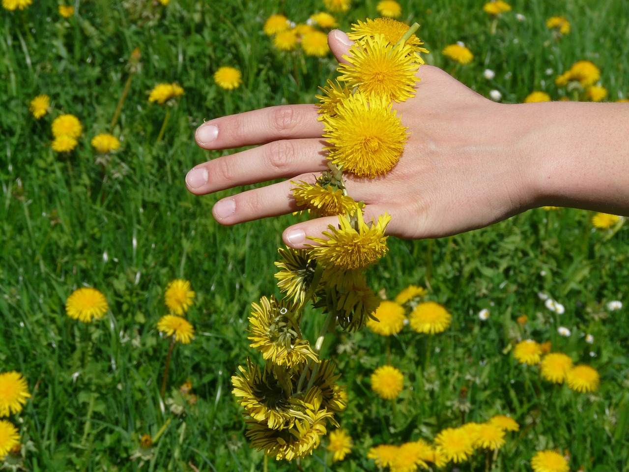 Kiaulpienė, Kiaulpienės Karūna, Vainikas, Ranka, Gėlė, Gėlės, Geltona, Taraxacum, Nemokamos Nuotraukos,  Nemokama Licenzija