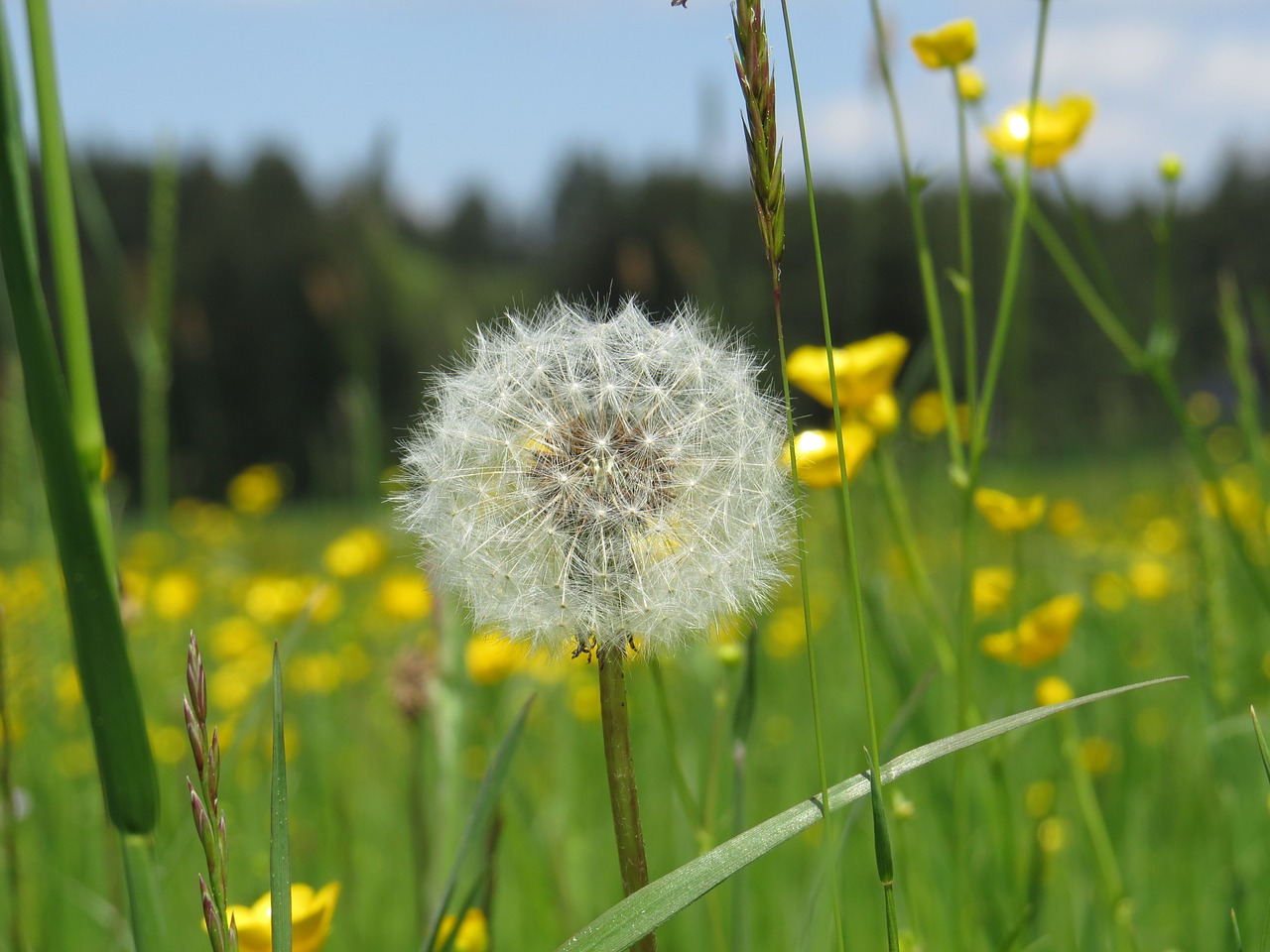 Kiaulpienė, Gamta, Gėlės, Buttercup, Pavasaris, Nemokamos Nuotraukos,  Nemokama Licenzija