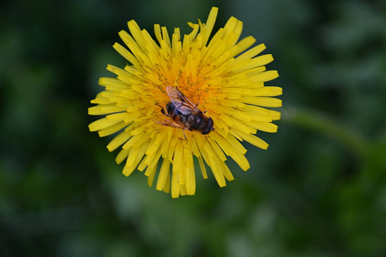 Kiaulpienė,  Gėlė,  Gamta,  Bičių,  Flora,  Maitinimas,  Geltona, Nemokamos Nuotraukos,  Nemokama Licenzija