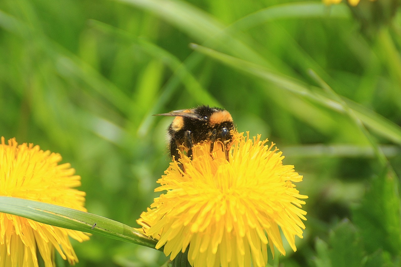 Kiaulpienė, Taraxacum, Ruderalia, Taraxacum Sect Ruderalia, Piktžolių, Aštraus Gėlė, Kompozitai, Žiedynas, Paprastoji Kiaulpienė, Hummel