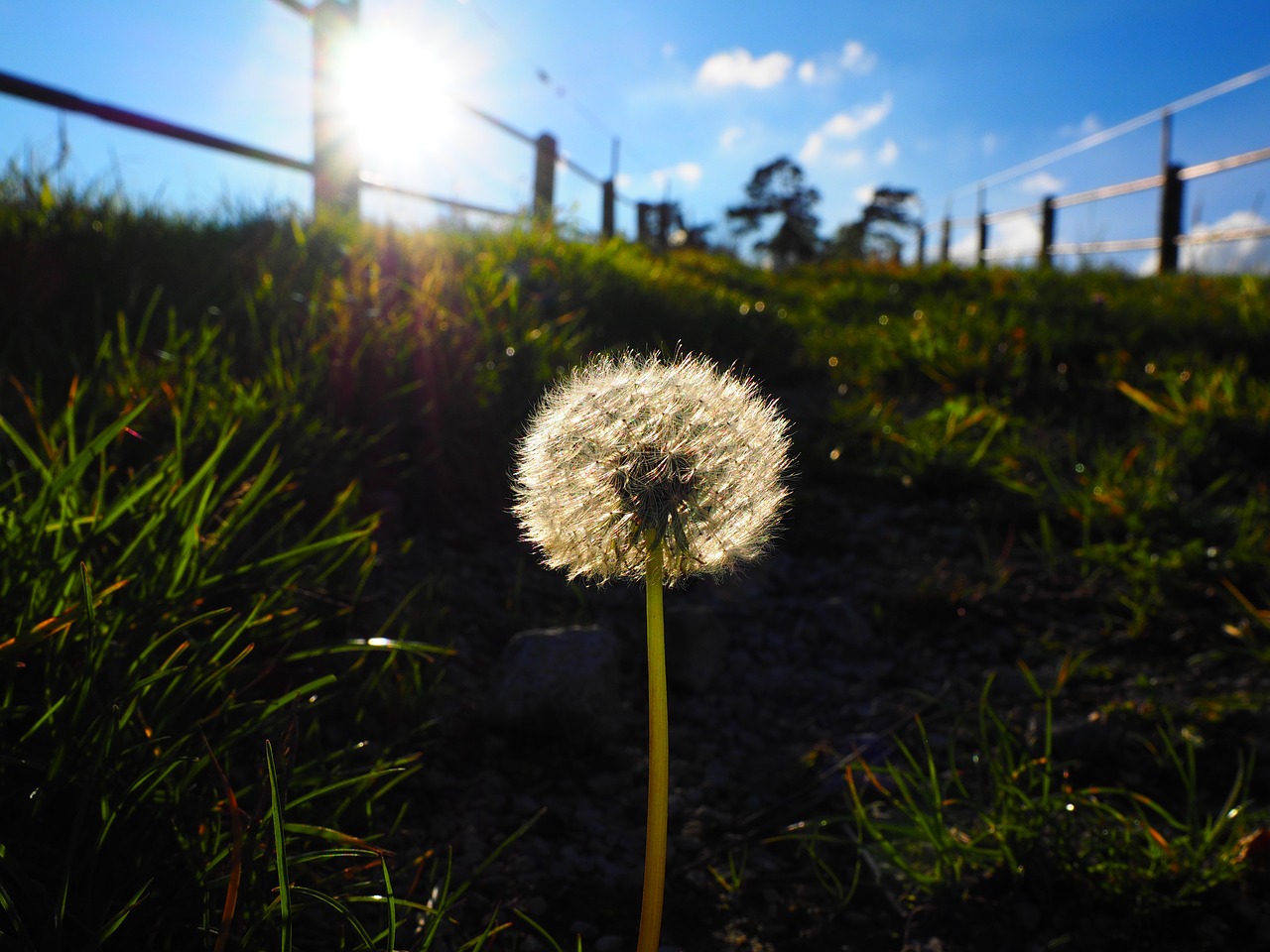 Kiaulpienė,  Atgal Šviesa,  Skraidančios Sėklos,  Kelyje,  Paprastoji Kiaulpienė,  Taraxacum Sekta,  Ruderalia,  Taraxacum, Nemokamos Nuotraukos,  Nemokama Licenzija