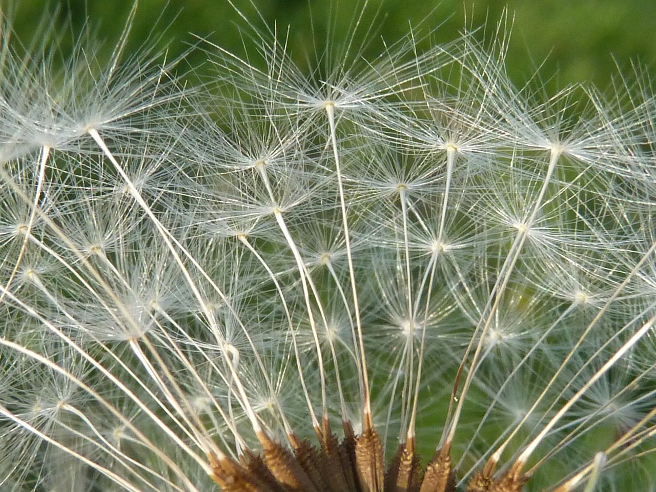 Kiaulpienė, Makro, Žiedas, Žydėti, Kelyje, Uždaryti, Aštraus Gėlė, Sėklos, Gamta, Pieva