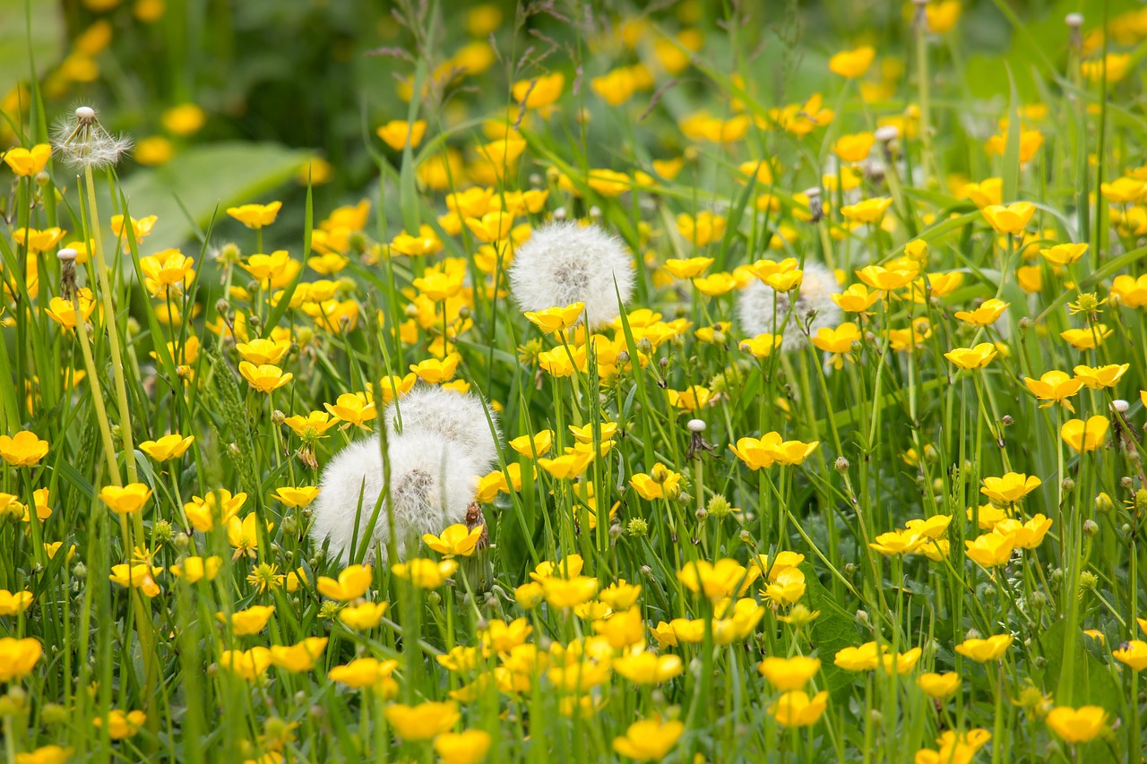 Kiaulpienė, Buttercup, Aštrias Buttercup, Geltona, Pavasaris, Vasara, Gėlės, Aštraus Gėlė, Pieva, Nemokamos Nuotraukos