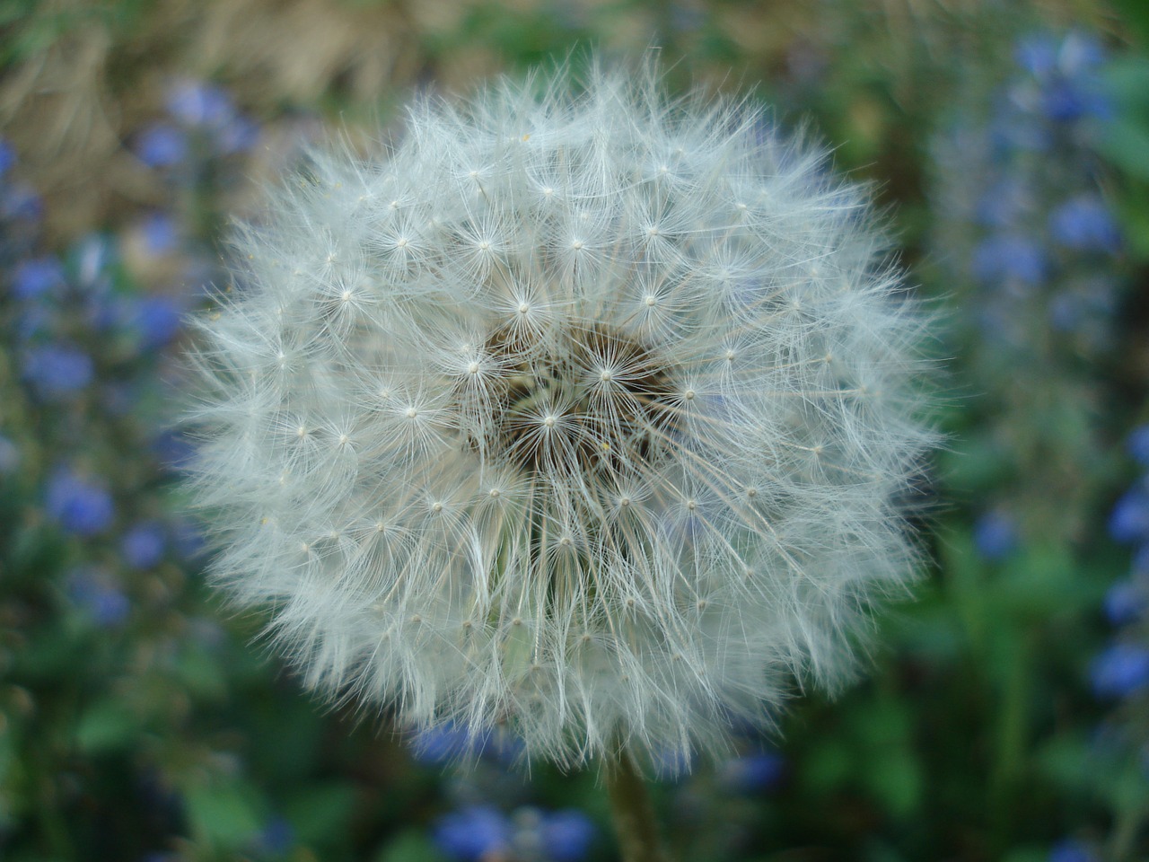 Kiaulpienės, Gėlė, Taraxacum, Balta, Gamta, Žolė, Žydėti, Gėlių Sritis, Nemokamos Nuotraukos,  Nemokama Licenzija