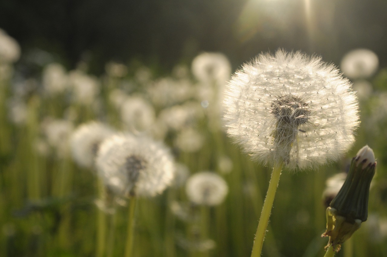 Kiaulpienė,  Meadow,  Daržinė Pienė,  Vasara, Nemokamos Nuotraukos,  Nemokama Licenzija