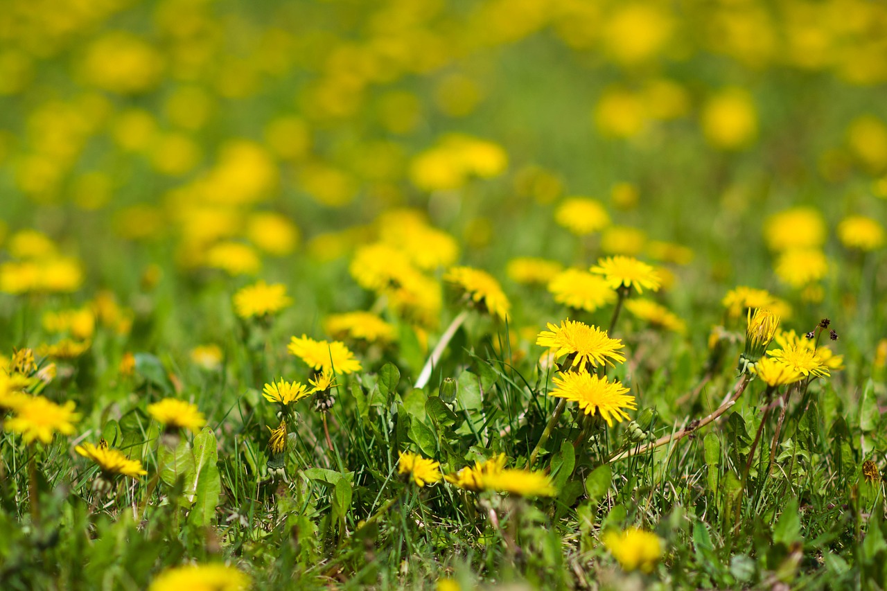 Kiaulpienės, Geltona, Gamta, Piktžolės, Gėlės, Flora, Laukas, Žolė, Nemokamos Nuotraukos,  Nemokama Licenzija