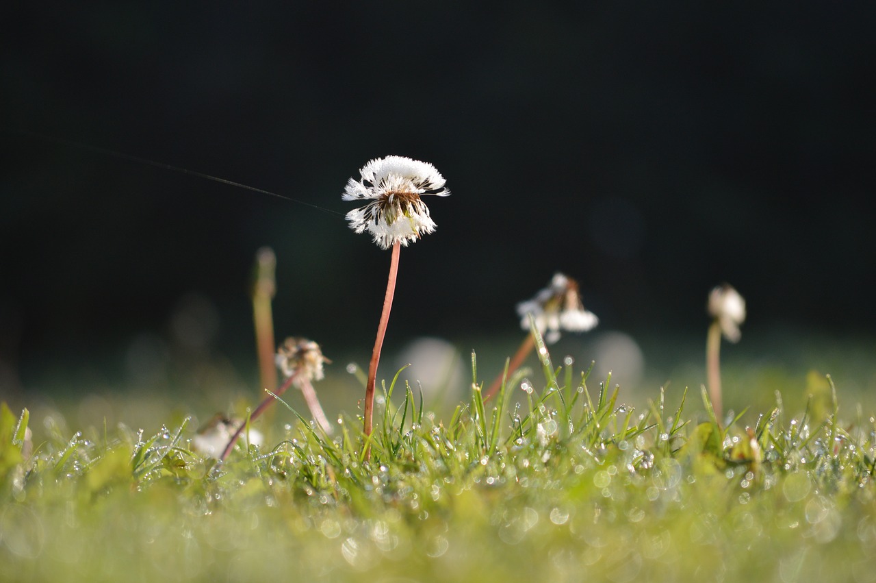 Dandy Liūto Laikrodis, Rytas, Vorai, Žolė, Na, Voras, Internetas, Gamta, Sriegis, Makro