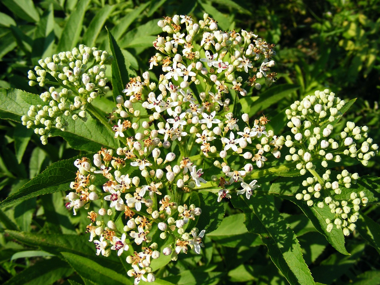 Danewort, Ebulus, Vyresnysis, Gėlės, Žolinis, Sambukas, Piktžolių, Augalai, Nemokamos Nuotraukos,  Nemokama Licenzija