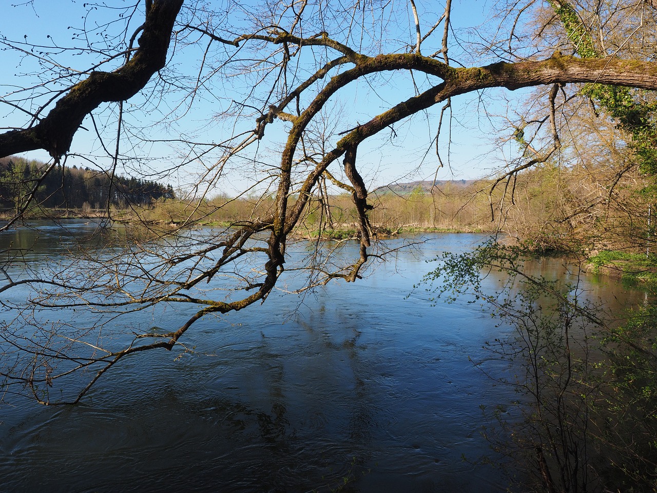 Danube, Upė, Gewaesse, Kraštovaizdis, Medis, Filialas, Idiliškas, Istoriškai, Nemokamos Nuotraukos,  Nemokama Licenzija