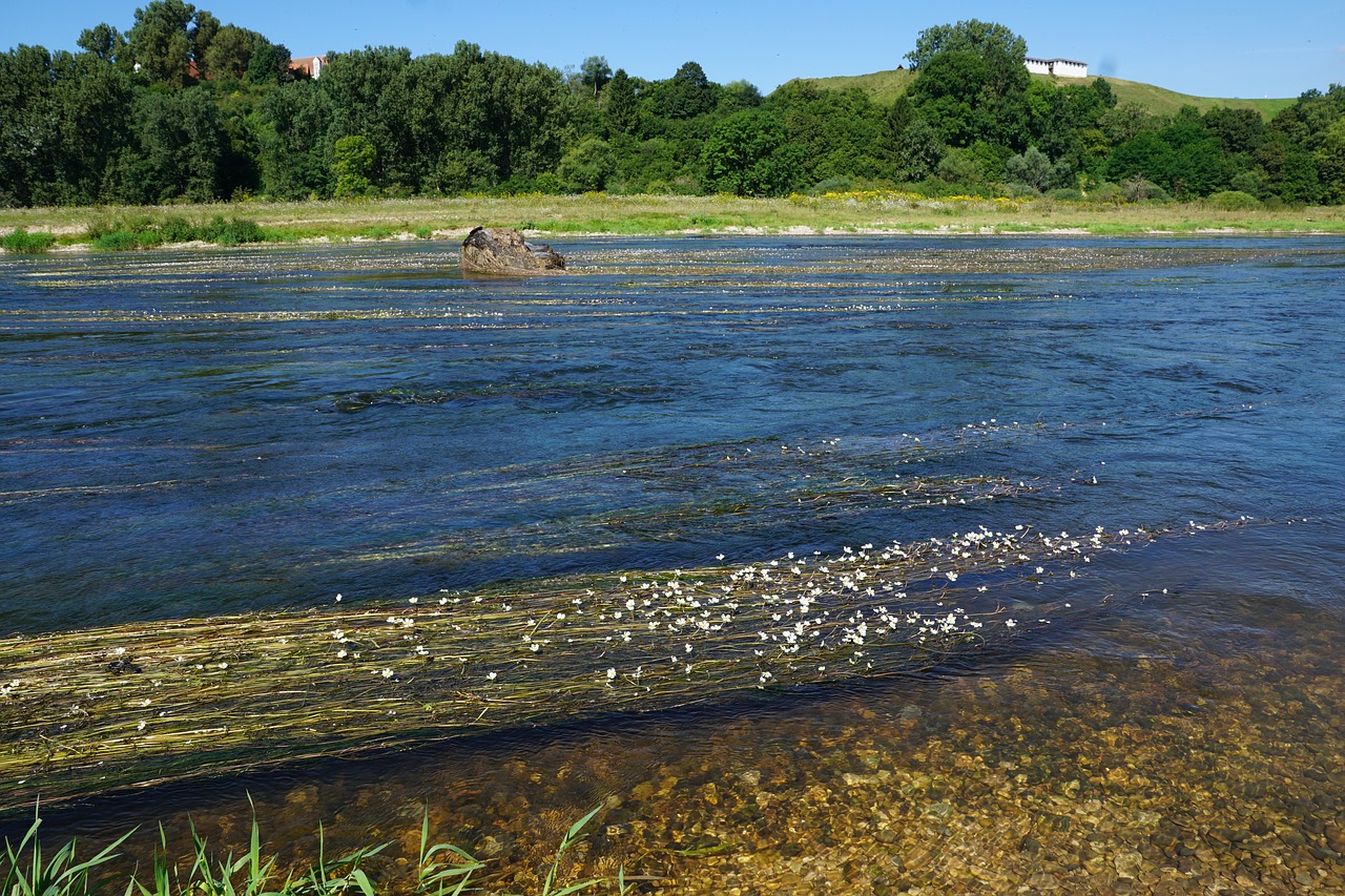 Danube, Upė, Vanduo, Gamta, Vokietija, Gėlės, Riedlingen, Mėlynas, Žalias, Pilis