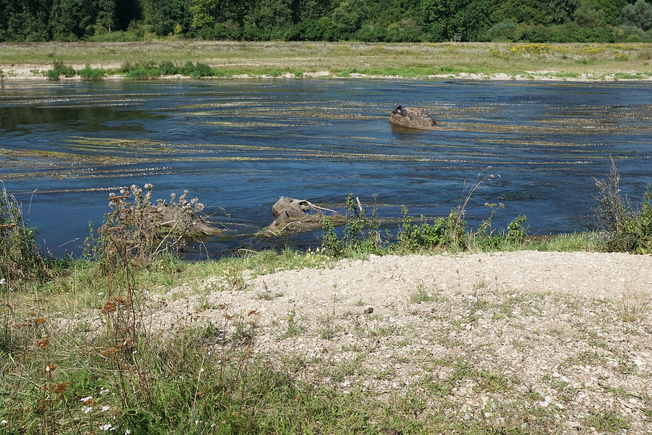 Danube, Upė, Vanduo, Riedlingen, Gėlės, Augalas, Gamta, Vandenys, Mėlynas, Žalias