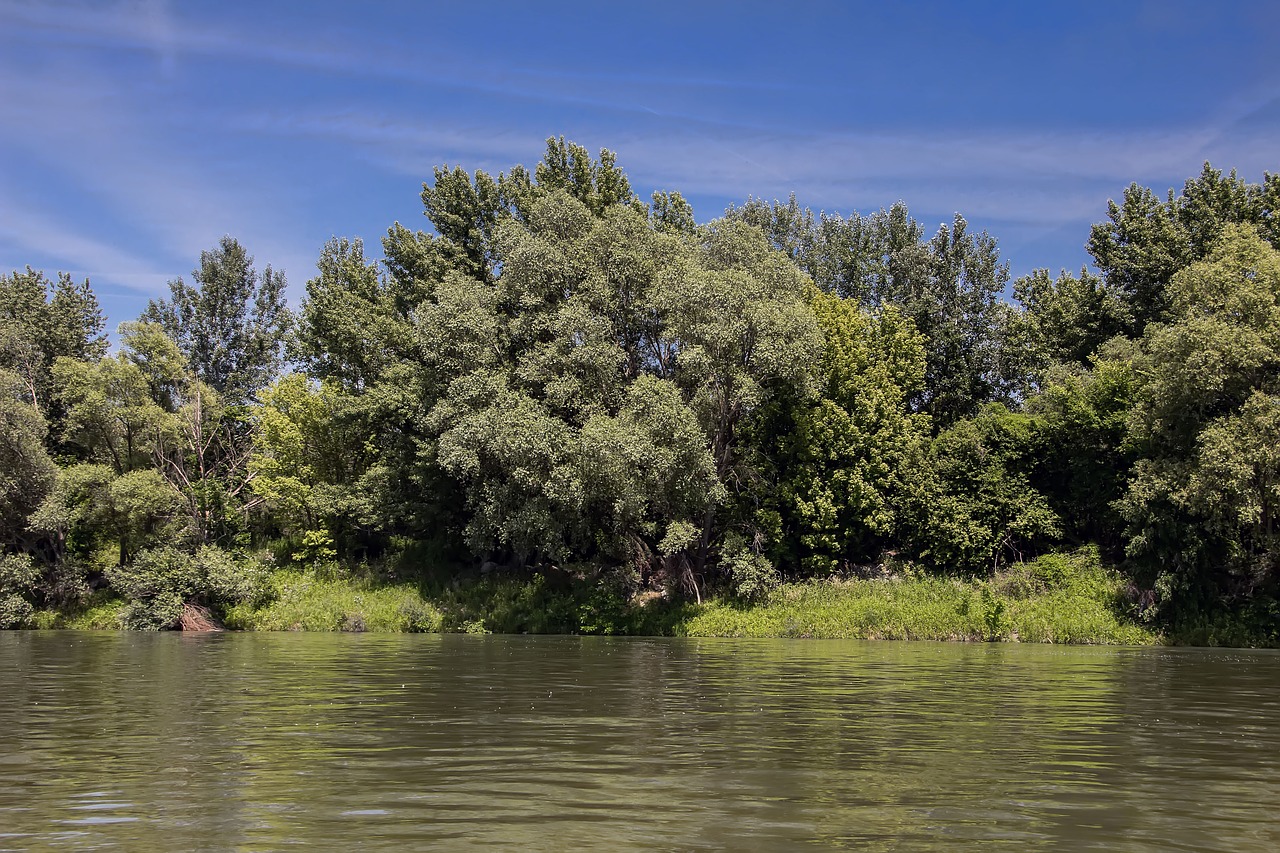 Danube, Slovakija, Gamta, Upė, Bratislava, Medžiai, Nemokamos Nuotraukos,  Nemokama Licenzija