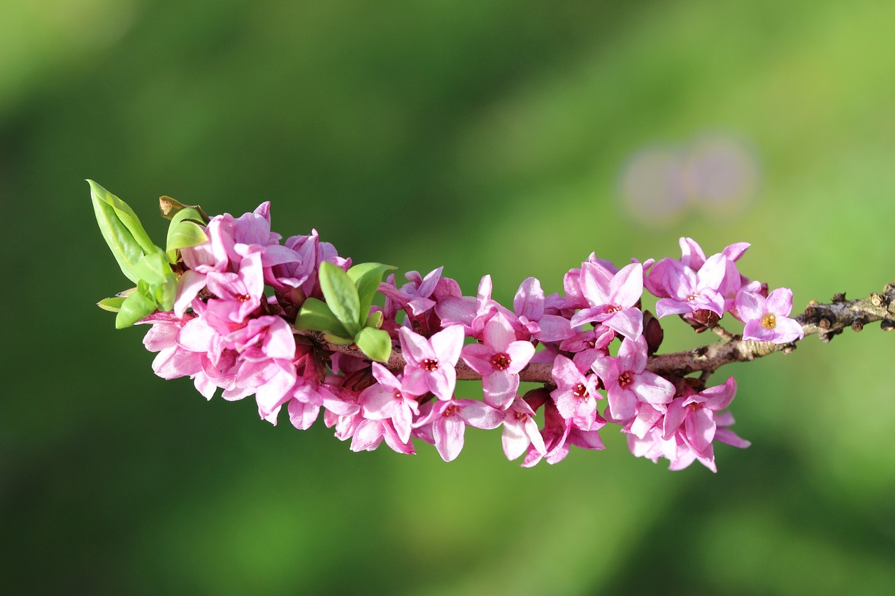 Daphne, Pavasaris, Žiedas, Žydėti, Sodas, Filialas, Violetinė, Nemokamos Nuotraukos,  Nemokama Licenzija