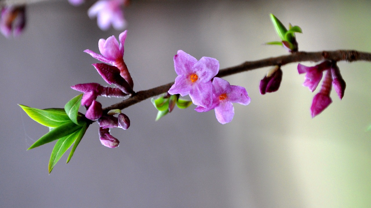Daphne Mezereum, Pavasario Gėlės, Miškas, Nemokamos Nuotraukos,  Nemokama Licenzija