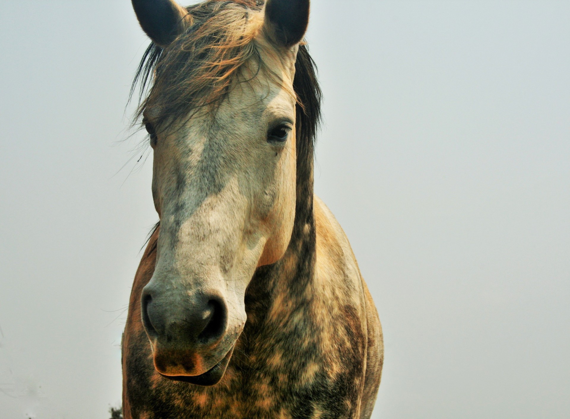 Arklys,  Galva,  Veidas,  Dappled,  Balta,  Mėlynas,  Dappledas Arklys, Nemokamos Nuotraukos,  Nemokama Licenzija