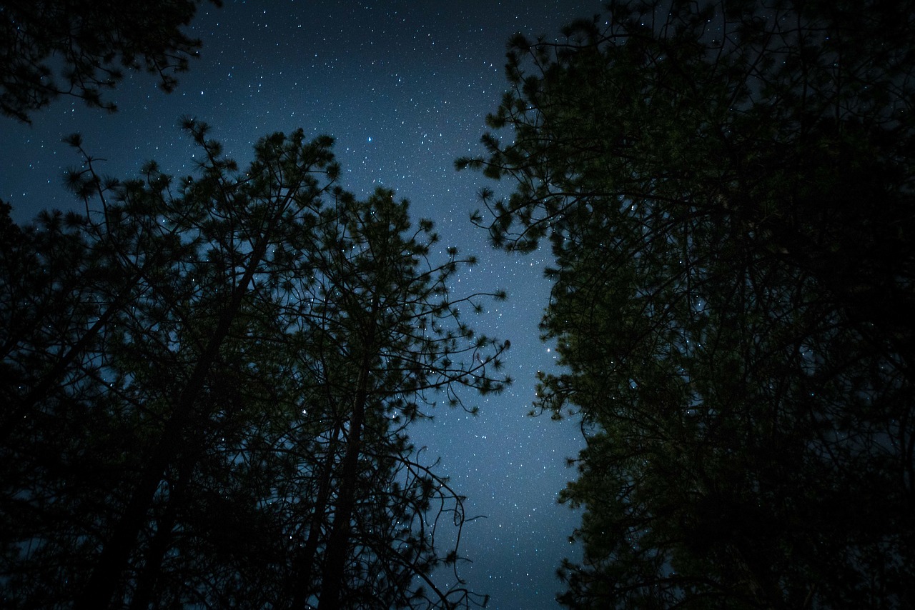 Tamsi, Naktis, Žvaigždės, Medžiai, Stargazing, Kempingas, Miškai, Nemokamos Nuotraukos,  Nemokama Licenzija