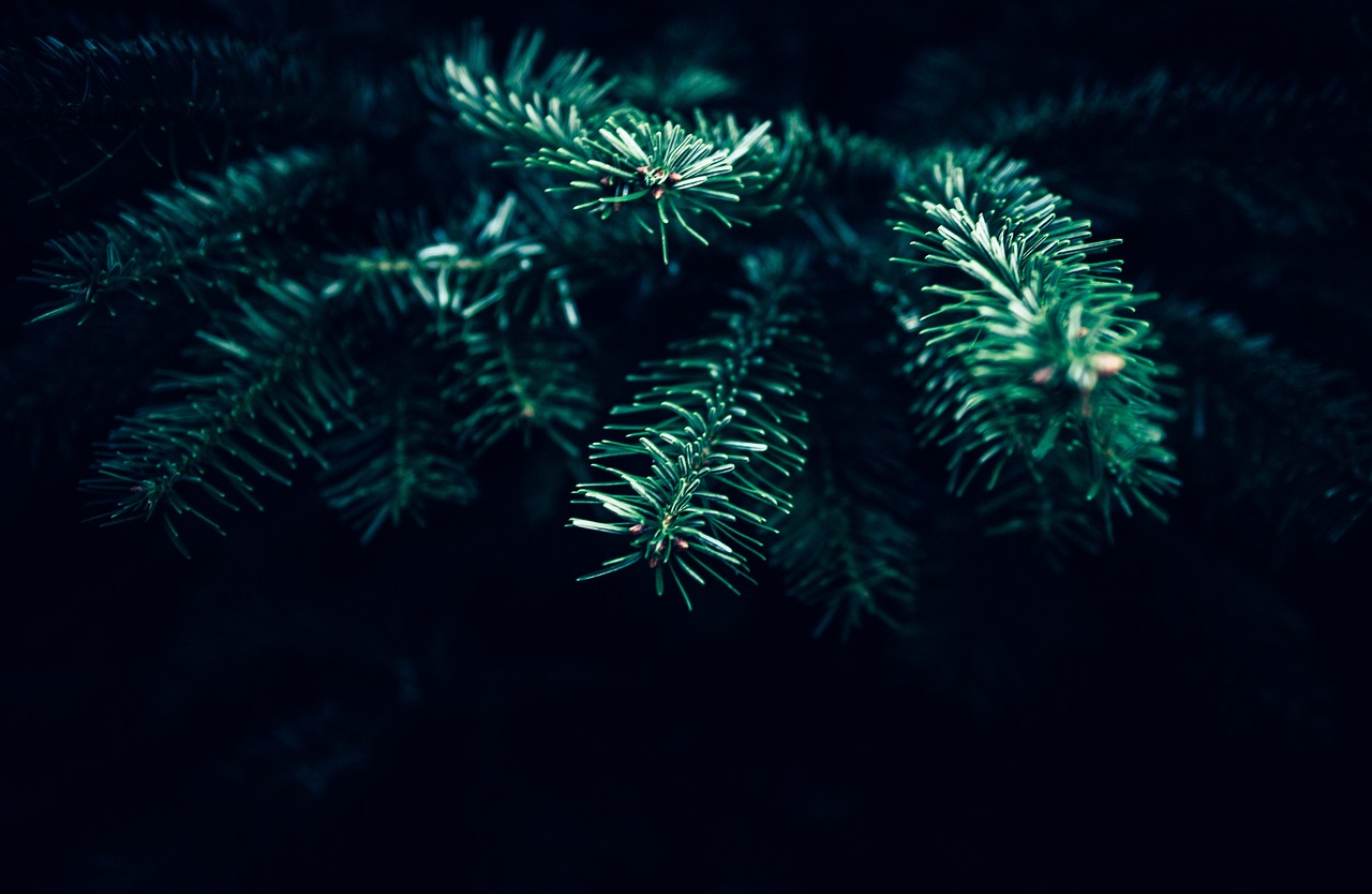Tamsi, Kalėdos, Medis, Nemokamos Nuotraukos,  Nemokama Licenzija