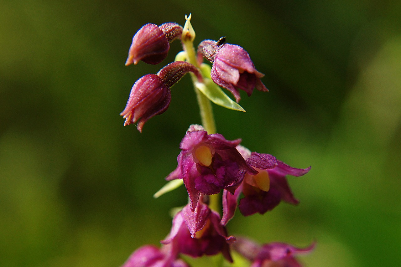 Tamsiai Raudona Helleborine, Epipactis Atrorubens, Orchidėja, Saugoma Augalija, Nemokamos Nuotraukos,  Nemokama Licenzija