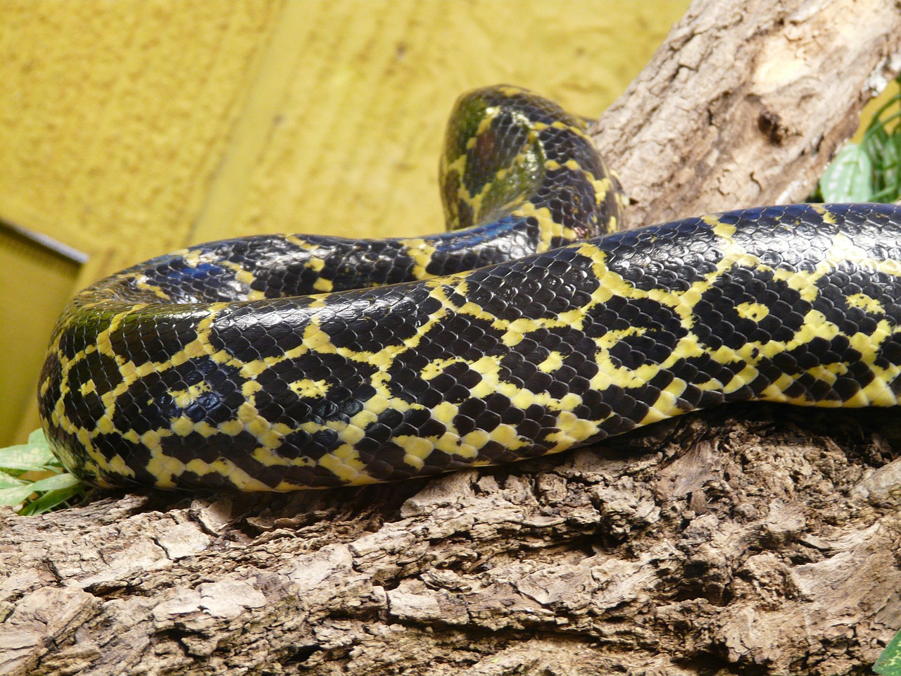 Tamsus Tigrinis Python, Gyvatė, Python Molurus Bivittatus, Modelis, Oda, Constrictor, Birmiečių Python, Python Molurus, Rūšis, Python