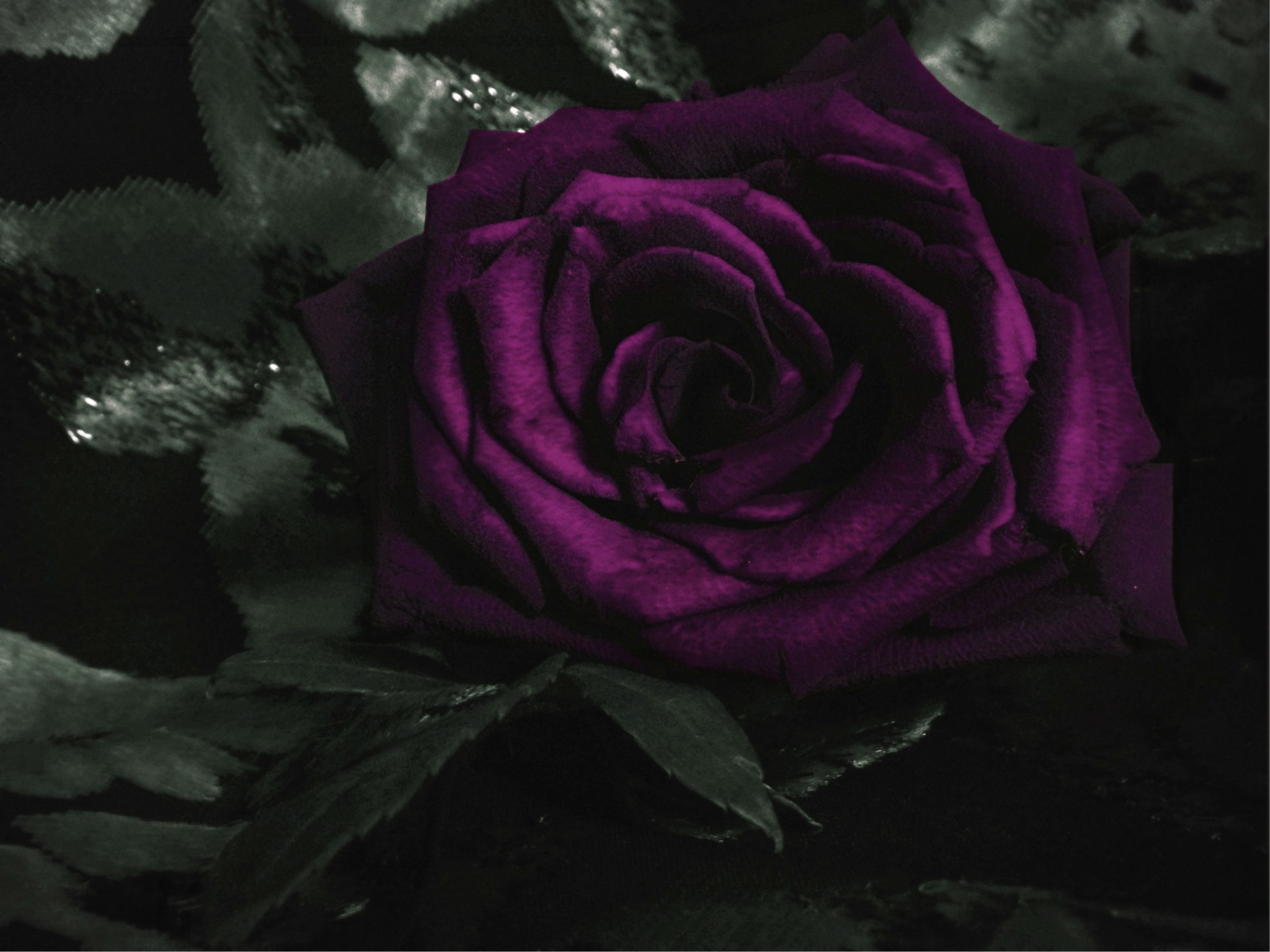 Gėlė,  Rožė,  Violetinė,  Žiedas,  Transformuoti,  Tamsiai Violetinė Rožė, Nemokamos Nuotraukos,  Nemokama Licenzija