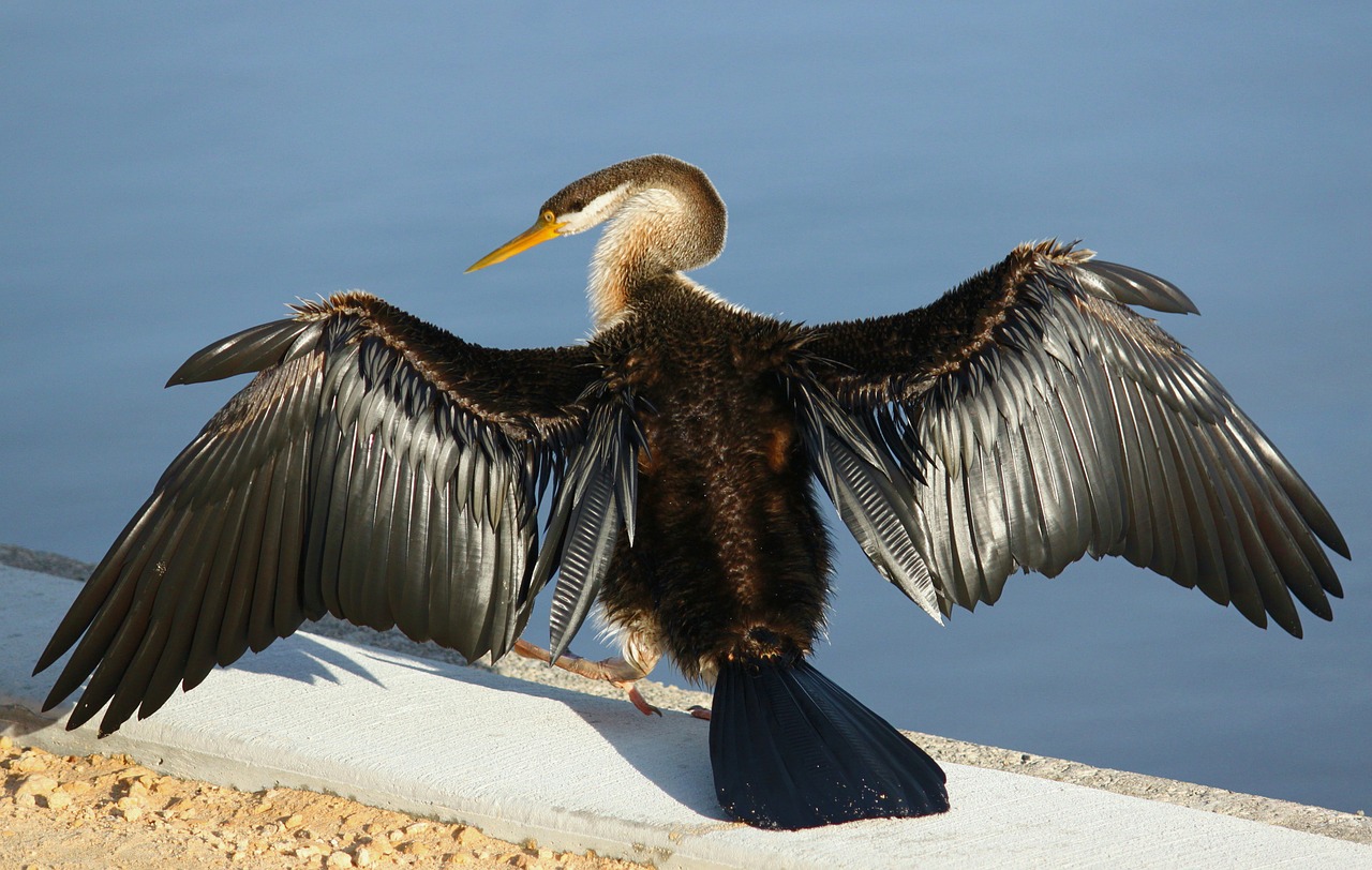 Darter, Sausas, Sparnas, Vakarų Australija, Swanriver, Nemokamos Nuotraukos,  Nemokama Licenzija