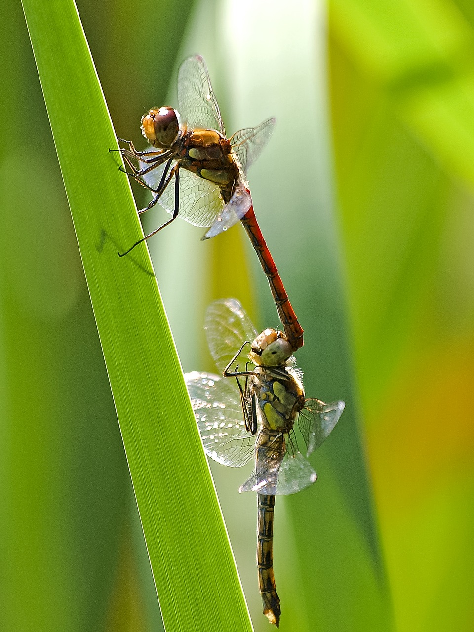 Darter Sympetrum, Lazda, Vabzdys, Gamta, Gyvūnas, Nemokamos Nuotraukos,  Nemokama Licenzija