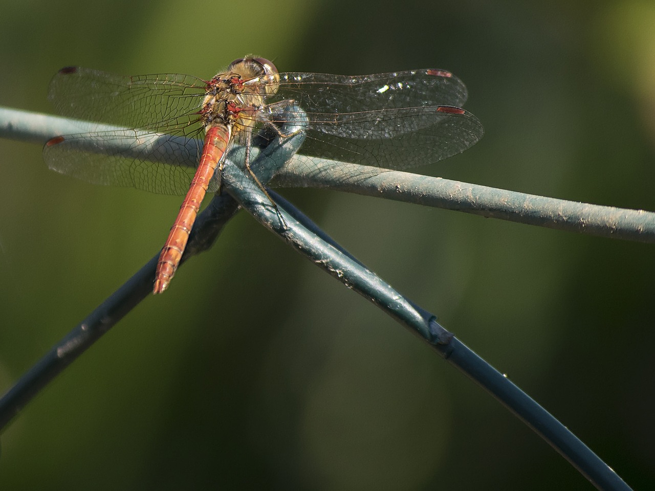 Darter Sympetrum,  Lazda,  Gyvūnas,  Vabzdys,  Skrydžio Vabzdys,  Darter,  Makro,  Uždaryti,  Be Honoraro Mokesčio, Nemokamos Nuotraukos