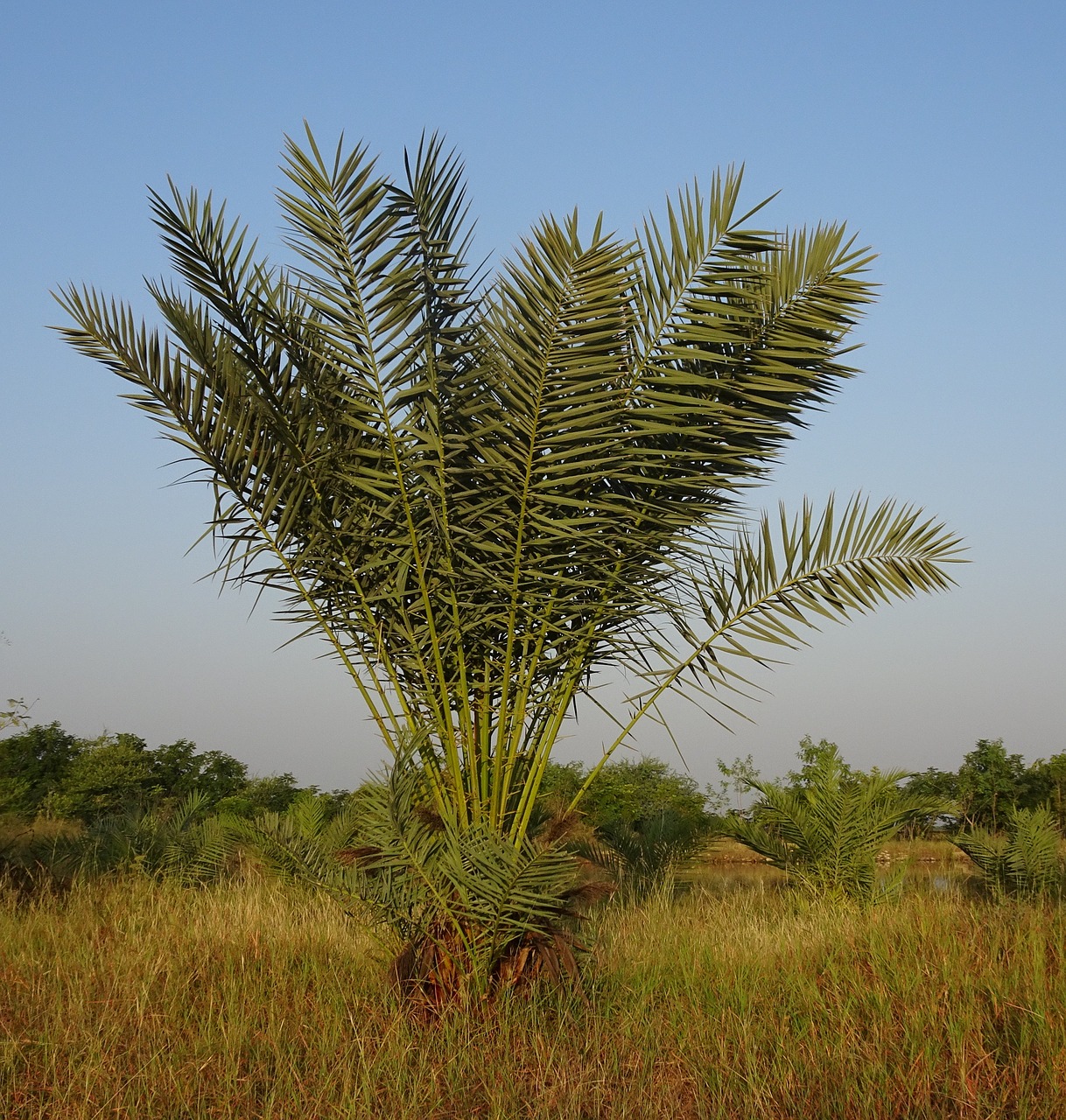 Dienos Palmių, Medis, Jaunas, Phoenix Dactylifera, Plantacija, Ascaceae, Bajana, Gujaratas, Indija, Nemokamos Nuotraukos