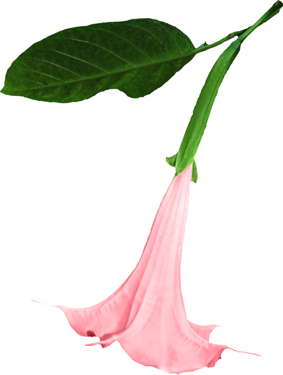 Datura, Png, Gėlė, Kirpimas, Grafika, Nemokamos Nuotraukos,  Nemokama Licenzija