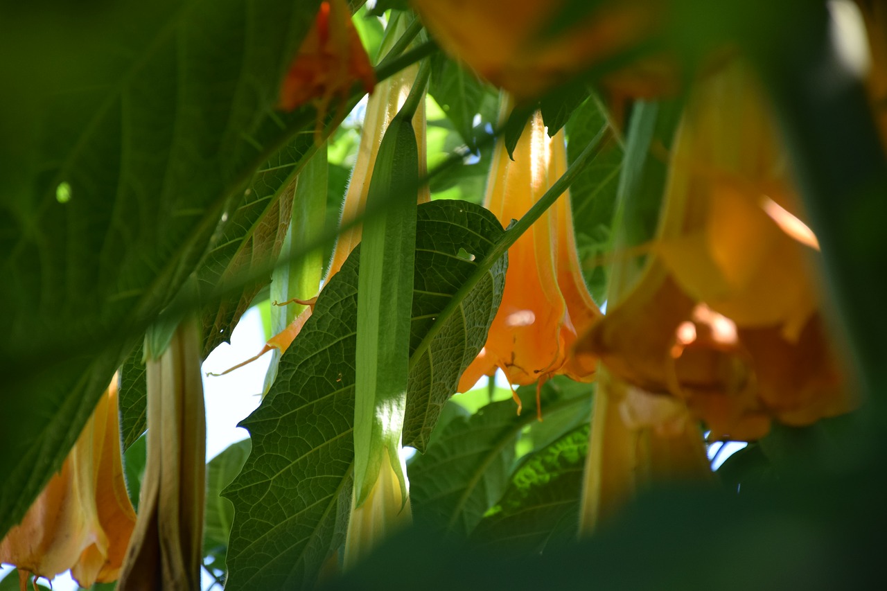 Datura, Angelo Trimitas, Šviesa Ir Šešėlis, Žiedas, Žydėti, Geltona, Gamta, Vasara, Saulės Šviesa, Nuo Apačios