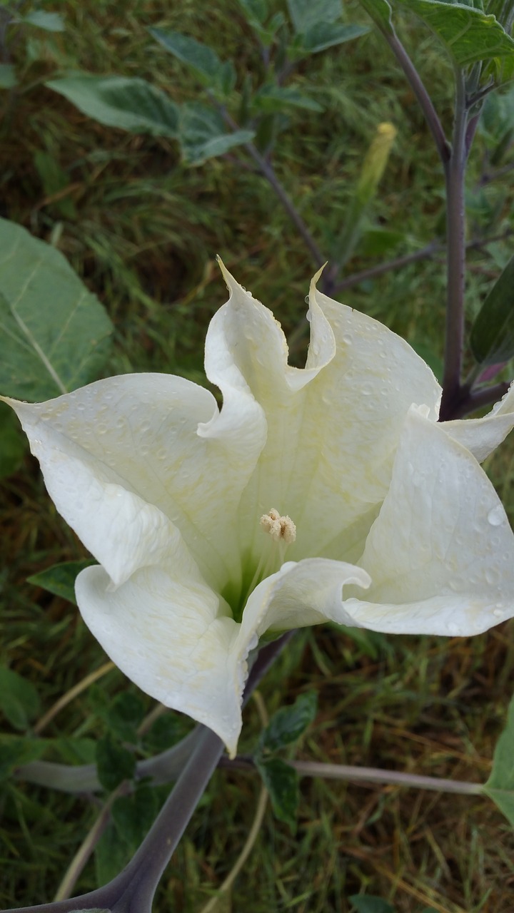 Datura, Makro, Žiedas, Balta, Žalias, Nuodingas, Toksiškas, Gėlė, Gamta, Botanika