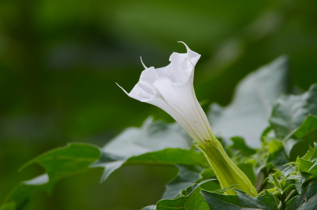 Datura,  Augalas,  Žalias,  Gamta,  Gėlė,  Balta, Nemokamos Nuotraukos,  Nemokama Licenzija