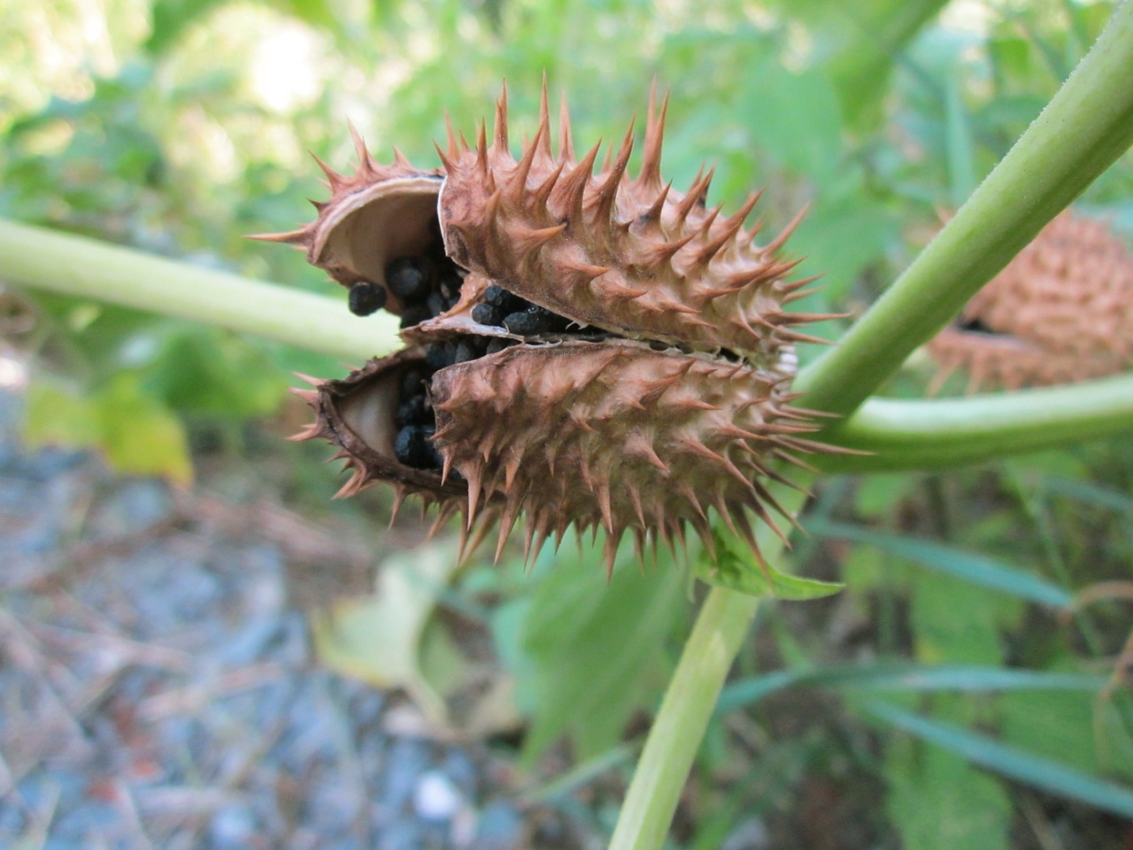 Dramos Stramonium,  Piktžolių Piktžolė,  Demonai Spąstai,  Flora,  Aštrus,  Nuodingas,  Piktžolių,  Botanika,  Rūšis,  Augalas