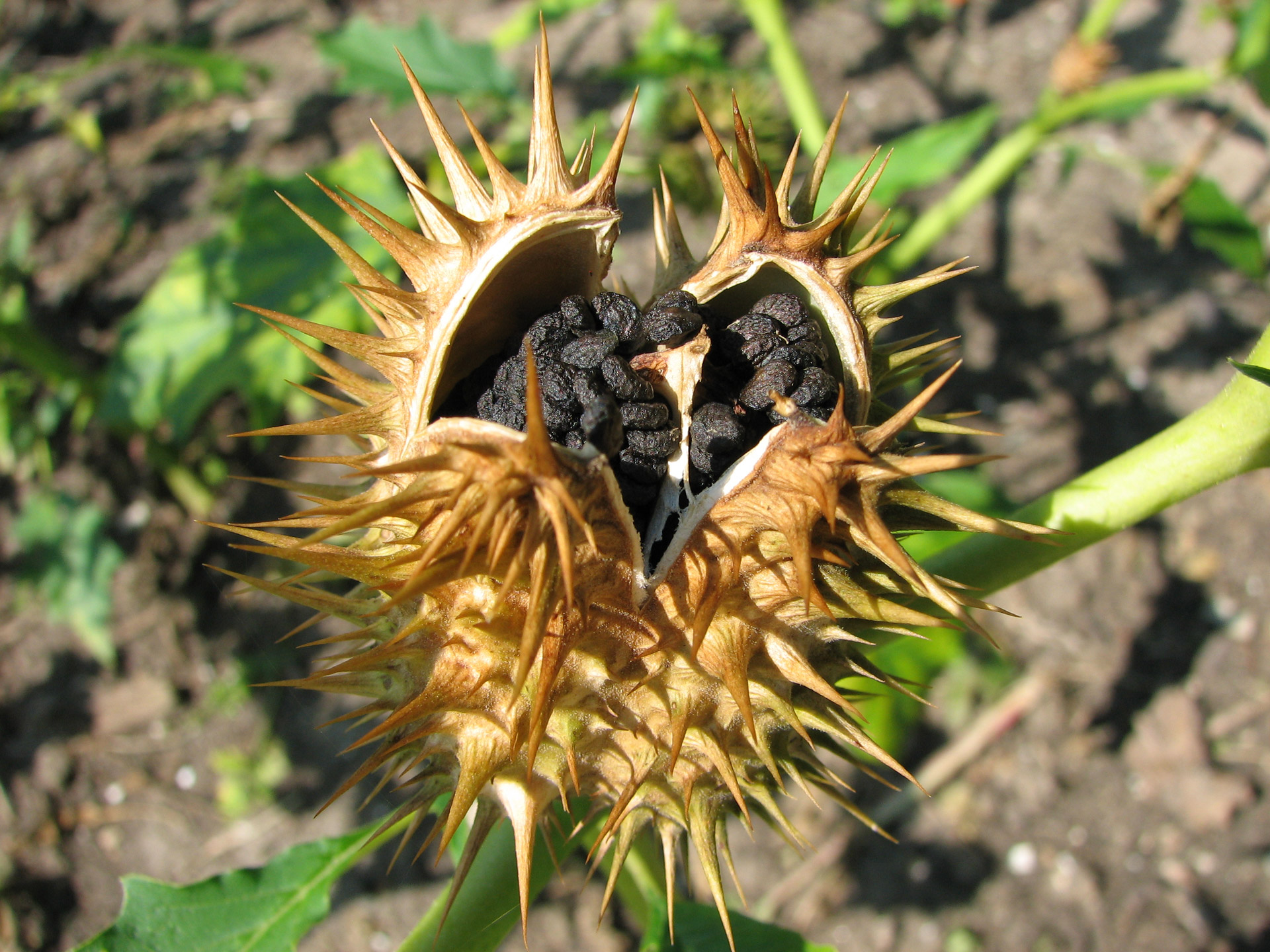 Datura,  Sėkla,  Gamta,  Datura, Nemokamos Nuotraukos,  Nemokama Licenzija