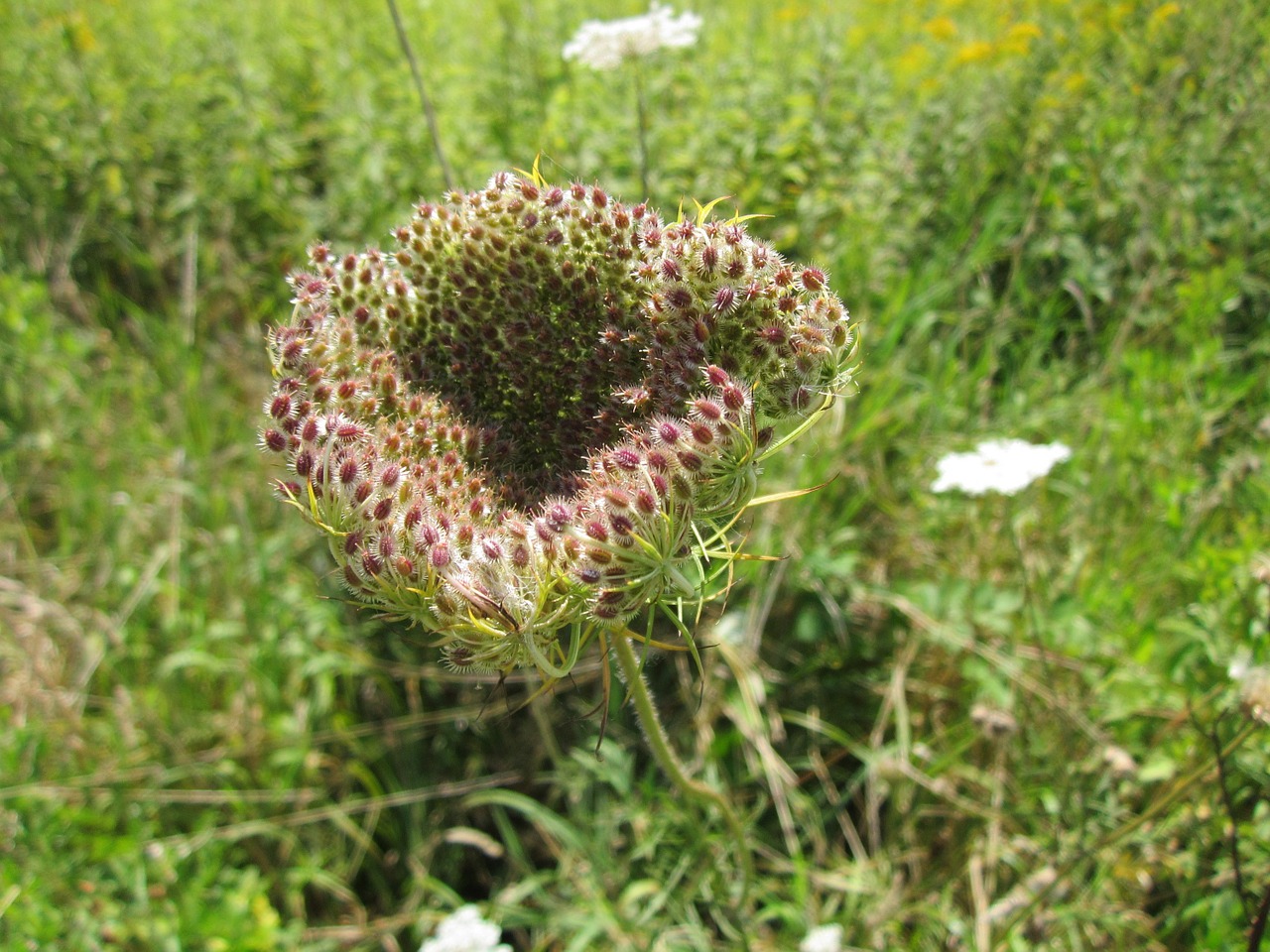 Daucus Carota,  Flora,  Botanika,  Laukiniai Mėsa,  Žydėti,  Žiedas,  Augalas,  Wildflower,  Gamta,  Iš Arti